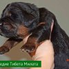 Щенки от пары Ерик х Конфета